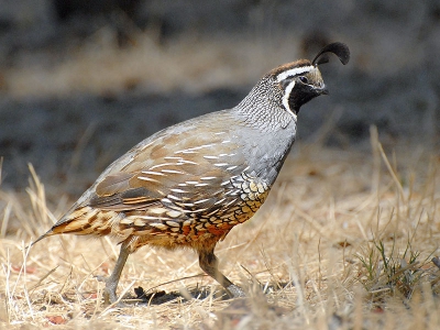 Op weg naar Crater Lake liep er een groepje Californische Kwartels over onze picknick plek. Ze waren wat schichtig en moeilijk te benaderen omdat er een hoop kalkoengieren en raven rondcrikelden. Met een boom als dekking lukte het me roch redelijk dichtbij te komen en dit mannetje op de foto te zetten