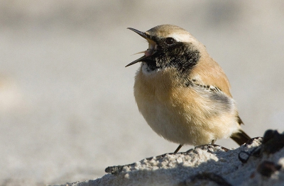 De woestijntapuit van Schoorl werkte lekker mee. Ook het weer was prima na een paar dagen regen. Natuurlijk honderden standaardplaatjes van deze mooie vogel maar hier gebeurt toch wel iets speciaals. Opeens maakte de tapuit duidelijke kokhalsbewegingen en de bek ging wagenwijd open. Een heel klein maar duidelijk braakballetje werd uitgespuugd en op m'n tweede foto kijt hij er zelf nog even naar en lijkt wel verbaasd te zijn.