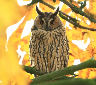 De ransuil komt voor in bosachtige gebieden met naaldbomen en open terreinen. In de winter verblijven ransuilen graag in elkaars gezelschap. In hun roestplaatsen (naaldbomen, struiken, wilde hagen) rusten ze soms in grote groepen tot wel 100 exemplaren.