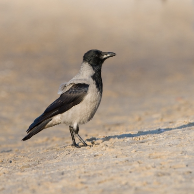 Nog een paar beelden van onze reis met Martijn de Jonge naar Polen. Deze foto's zijn genomen op het strand van Miedzyzdroje samen met Han,Ruud en Jacky, na geduldig wachten kwamen ze eraan! Bij ons heb ik deze vogel nog nooit gezien.