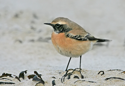 In de namiddag ook maar eens gaan kijken bij deze tapuit.
Heel rustig alle vogelaars waren weg, maar het licht was ook bijna weg dus een gelukje dat hij op het strand liep.
Het is wel een prachtvogeltje