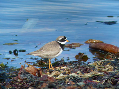 exkursion to the northern end of norway, little bay as a feeding place of different wader species