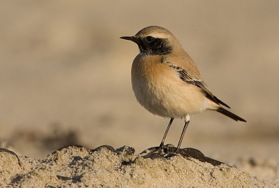 Toch nog maar een laatste foto van de woestijntapuit. Het weer is veel slechter geworden dus betere foto's zal ik dit jaar wel niet meer maken van deze prachtige vogel. Daarom hier nog even een staatsiefoto.