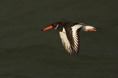 De eerste uren van de dag trokken er gitzwarte wolken over zee terwijl achter mij het zonnetje op kwam. Zo krijg je mijn favoriete lichtomstandigheden waarbij de vogel tegen een donkere achtergrond mooi belicht wordt door de zon. 
Deze scholekster was de eerste die mee wilde werken.