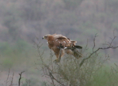 Vogel bevond zich, samen met een aantal gieren, bij een karkas. De foto is voornamelijk gemaakt t.b.v. determinatie. Ik vermoed dat het een savannearend is, maar weet het niet zeker. Ik ben benieuwd of iemand anders het (zeker) weet.