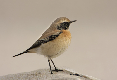 Vandaag even terug gegaan naar deze zeldzame vogel.
Het licht was nu vele malen beter.
Het snaveltje zit steeds maar onder het zand, zodat het wat onscherp overkomt maar ja het is ook een woestijn jongen.