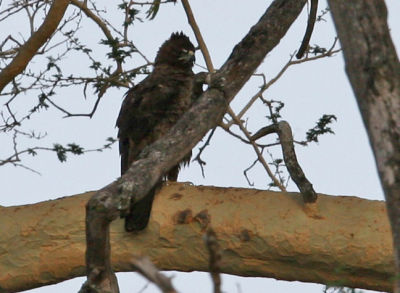 Vogel zat in de buurt van het nest waar vrouwtje op zat. Kwaliteit van de foto is niet geweldig, maar is gemaakt ten behoeve van de determinatie.

Op basis van de kleine kuif en het vierkante uiteinde van de staart vermoed ik dat het hier om een Wahlberg arend gaat. Ben benieuwd of iemand het zeker weet!