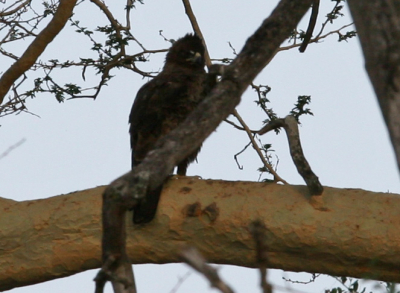 Vogel zat in de buurt van het nest waar vrouwtje op zat. Kwaliteit van de foto is niet geweldig, maar is gemaakt ten behoeve van de determinatie.

Op basis van de kleine kuif en het vierkante uiteinde van de staart vermoed ik dat het hier om een Wahlberg arend gaat. Ben benieuwd of iemand het zeker weet!