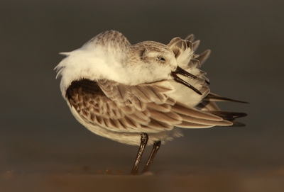 De donkere luchten kleurden ook het water donker grijs. De drieteentjes staken daar mooi tegen af.
Van de vorige maandopdracht heb ik geleerd dat poetsende vogels vol in beeld moeten ;)