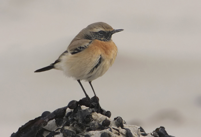 Het weer was al veel beter dan de vorige dag.
Door de toch wat vele aandacht is de vogel wat onrustiger geworden.
De media heeft er ook lucht van gekregen, radio N-Holland was aanwezig en Zondag zou een hele TV ploeg komen filmen.
Wel een geluk dat de woestijntapuit zich er niet echt door laat verstoren.