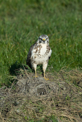 Deze Buizerd werkte enorm mee. Zelfs een paar fietsende jongens bracht 'm niet van zijn stuk. Vloog tot 4 keer een eindje verder, auto in de achteruit en weer verder fotograferen. Kon hierdoor lekker experimenteren met belichting en diafragma. Uit de serie van ongeveer 100 foto's 2 gekozen met een indringende blik van 'ik zie je wel'.