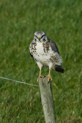 Deze Buizerd werkte enorm mee. Zelfs een paar fietsende jongens bracht 'm niet van zijn stuk. Vloog tot 4 keer een eindje verder, auto in de achteruit en weer verder fotograferen. Kon hierdoor lekker experimenteren met belichting en diafragma. Uit de serie van ongeveer 100 foto's 2 gekozen met een indringende blik van 'ik zie je wel'.