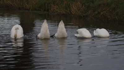 Gisteren zag ik al het groepje zwanen in een van de sloten. Vanmorgen opzoek, en bij matig ochtendlicht fofo's gemaakt. Thuis bekeken, ik dacht: Als dit geen "herhaling" is.