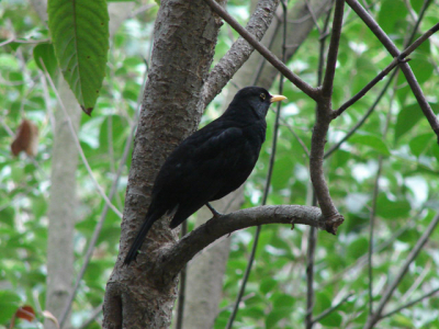 I spotted this blackbird while I was visiting the beautiful Parc de Guell in Barcelona.