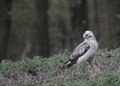 Deze foto laat ik zien omdat ie onder heel slechte omstandigheden genomen is. Na een dagje OVP werd het wel heel donker, en daar zat de mooiste buizerd ooit op de grond te rommelen. Gauw wat foto's gemaakt, en weg was hij weer.