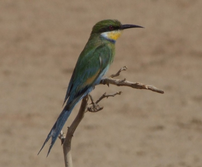 Deze soort bijeneter is veel Nederlandse vogelaars bekend van Gambia, maar daar is de staart groener.