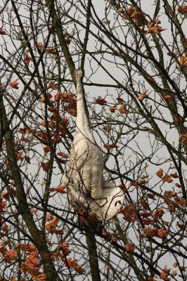 Het had 's nachts flink gewaaid. Ik werd door iemand gebeld dat er een zwaan in de boom hing. Wat een afschuwelijk gezicht! Op 12 meter hoogte een onvolwassen Knobbelzwaan in de boom. Het beest is vermoedelijk door de wind tegen de boomtoppen aangevlogen en is met zijn nek in een vork komen te hangen. Waarschijnlijk was 'ie wel meteen dood...