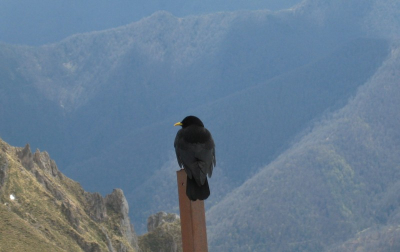 Bij het bovenste kabelbaanstation van Fuente D in de oostelijke Picos de Europa, Noord-Spanje. Let op de relatief lange staart t.o.v. de vleugels, als kenmerkend verschil met Alpenkraai naast de snavelkleur.