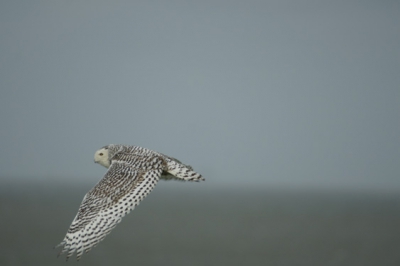 erg mooie vogel,
vloog hele tijd bij zee en bij de koog
op texel.door gebelt aan vogel waarnemingen

gr.frankvolckmann