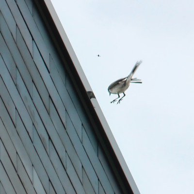 Deze Witte Kwikstaart was geloof ik de eerste vogel die ik in de zoeker kreeg toen ik de nog te kopen 300mm lens aan het testen was. Hij mistte een vliegje op het dak van een ca 25 meter hoog gebouw met spiegelende dakrand... ik heb de lens gekocht!