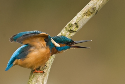 Ik was al een paar maanden niet in de hut geweest en wilde toch mijn 500mm eens op de welbekende IJsvogel aldaar uitproberen.
Beetje donker weer en niet al te veel licht maar de ijsvogel werkte goed mee,neemt hier de dreighouding aan om zijn stokje te verdedigen.