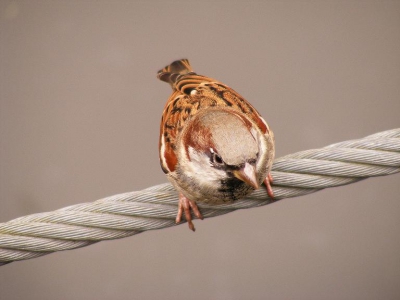 deze mus heb ik in de dierentuin gefotograveert
ik stond bij de neushoorns, toen deze kleine mus voor me op een staal draad ging zitten.