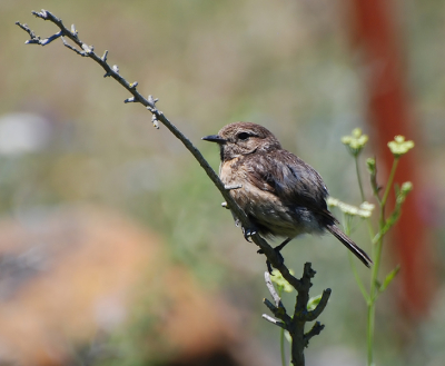 Met dit @!!??%%$$ weer krijg ik altijd heimwee naar de Spaanse zon. Het onbegaanbare weggetje was ons getipt als uitermate vogelrijk en dat was zeker waar. 
Eigenlijk ben ik er niet zeker van dat dit een (vrouwtje?) roodborsttapuit is, maar snuffelend in de vogelgidsjes kom ik niets tegen dat het anders zou kunnen zijn. Dus als ik het mis heb, let me know!