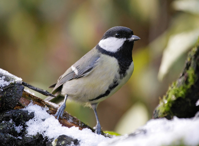 vandaag waren er enkele sneeuwbuien waar ik geprobeerd heb gebruik van te maken.Dit is n van de foto's wat ik heb kunnen maken.