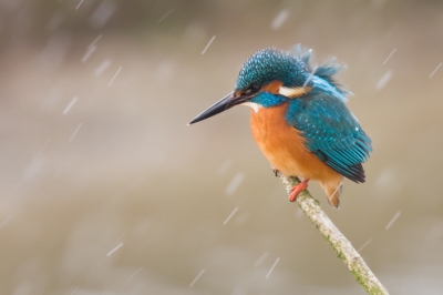 Vandaag even gekeken op de ijsvogelstek. En ja hoor meneer kwam ook even langs! Begon het ineens te sneeuwen!
Leverde wel een leuke sfeer foto op.