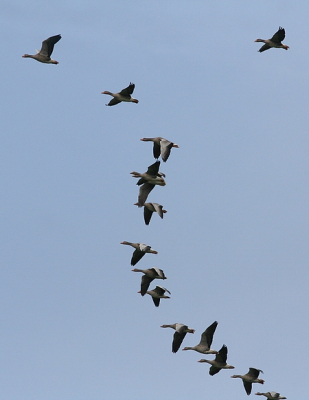 Een streepje grauwe ganzen boven de Lek.
Ik koos voor een verticale uitsnede om meer dynamiek in de foto te krijgen.