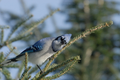 Hier kijkt de vogel even in mijn richting.
Net voordat hij/zij van de tak afvloog.