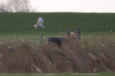 Hier vliegt de uil op van de grond om even later te landen op de waterbak.