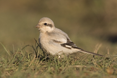 Net terug van een paar dagen zeehonden fotograferen in Engeland.
In de buurt van waar we zaten was ook een Steppe Klapekster gesignaleerd. Het beestje was zo tam dat hij zelfs de hoofden van sommige vogelaars verkoos als uitkijkpost. Hier had hij net een worm verorberd.