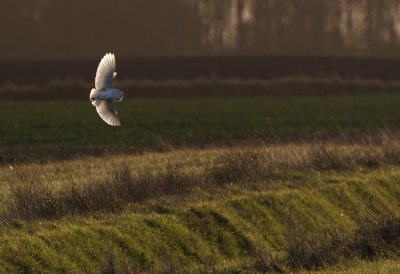 Net terug van een paar dagen zeehonden fotograferen in Engeland.
Deze Kerkuil kwamen in het laate licht nog jagend tegen. Wat een prachtige beesten zijn het toch...