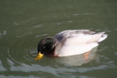 een wilde eend in het water aan het drinken. het was zonnig weer dus ik kon goed fotos maken