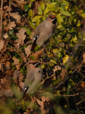 Mijn goede vriend Jaap attendeerde mij op de aanwezigheid van enkele pestvogels, nog geen 100 meter van mijn huis. 

Twwe pestvogels kropen bij elkaar en wisselenden bessen uit, een prachtig moment.