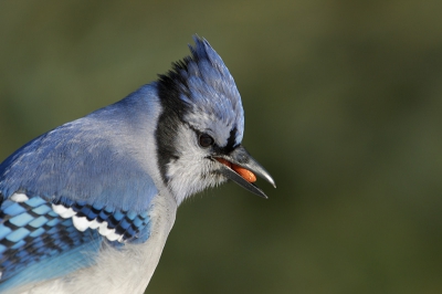 Toch een portret tegen gekomen tussen de vogels.
Helaas met pinda's in de snavel.