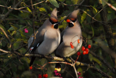 Er waren nog 2 pestvogels bijeen, de anderen waren vertrokken naar elders. Af en toe werd er een bes uitgewisseld om de goede band te versterken.
