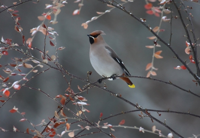 Met twee kleine kinderen blijft er maar weinig tijd over om fotos te maken, maar als 40 pestvogels voor mijn raam gaan zitten kan ik het toch niet laten, hier een ervan.