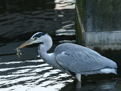 <i class='fa fa-user'></i> Frans Freijee | Blauwe Reiger  <i class='fa fa-eye'> 325</i>   <i class='fa fa-comment-o'> 2</i>