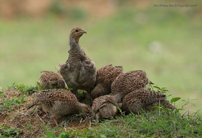These are very shy birds to approach, but I was lucky this time as this family was busy digging termites. The male is on the look out as the rest are feeding.