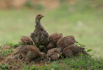 These are tough birds to approach here in India. I was quite lucky with this group, which I stumbled upon.... they were so engrossed digging for termites that they did not bother my presence. It was only the cock partridge that was on alert for danger.