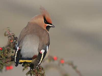 <i class='fa fa-user'></i> Richard Burgmeijer | Pestvogel  <i class='fa fa-eye'> 612</i>  <i class='fa fa-thumbs-up'> 1</i>   <i class='fa fa-comment-o'> 3</i>