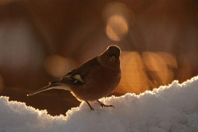 vink in sneeuw bij prachtig licht...iets minder rommelig dan de boomklever