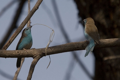 De twee blauwfazantjes hadden, net als veel andere vogels hier nu het regenseizoen begonnen is, de lente in de kop.