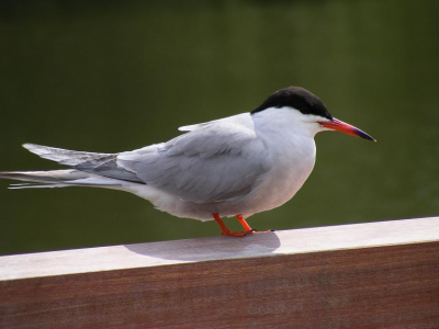 deze stern zat bij ons in het park, ik fietste rustig voorbij. Na de brug zette ik me fiets zachtjes neer en de stern bleef rustig zitten
Ik weet overings niet precies welke stern dit is.