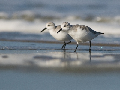 een paar drieteenstrandlopertjes, toen het nog lekker weer was. Een van mijn allerliefste soorten, omdat ze "soms"zo lekker mak zijn voor een beginnende vogelgraaf