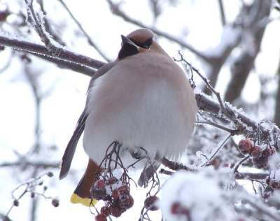 Bij strenge vorst in Noord-Finland, met sneeuw op de grond en alle takken, dus het licht komt van alle kanten. De vogel had het zelf ook koud zo te zien (veren flink opgezet). Van vlakbij gefotografeerd.
