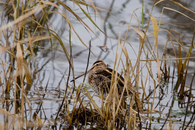 Deze watersnip zat op 5m afstand muisstil gedurende 3 uur op hetzelfde plekje. Foto genomen vanuit de vogelhut.