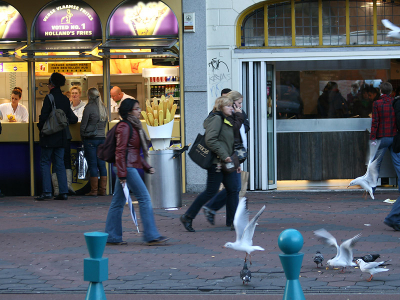 Vlakbij een friet tent zijn in Amsterdam, en waarschijnlijk niet alleen hier, altijd wel stadsvogels te vinden. Maar "voted no.1" verse Vlaamse frites zijn zelfs voor de Kokmeeuwen niet te versmaden. Foto is gemaakt op het Damrak.